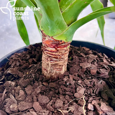 Dracaena draco ‘Dragon Tree’