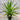 Dracaena draco ‘Dragon Tree’ 200mm pot