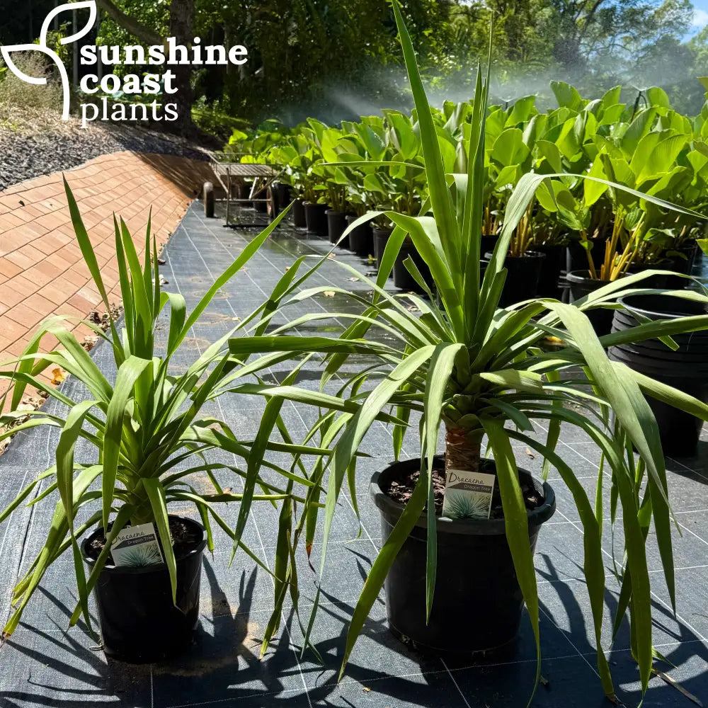 dracaena australia Dracaena draco 'Dragon Tree' – Sunshine Coast Plants