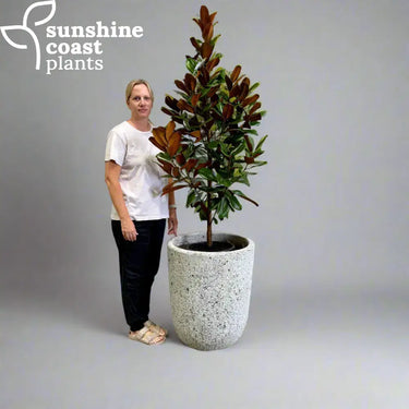 Driftstone Lani Planter 