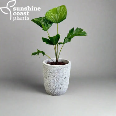 Driftstone Lani Planter