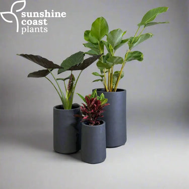 Dunestone Tall Pot Set Pot