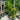 Dypsis Cabadae - Blue Cane Palm 400mm pot Plant