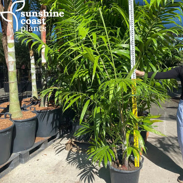 Dypsis Cabadae - Blue Cane Palm 400mm pot Plant