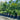 Dypsis Cabadae - Blue Cane Palm 90Ltr pot Plant