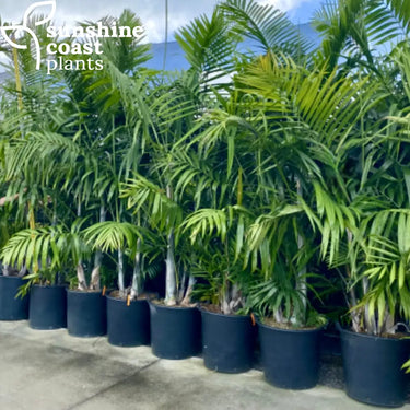 Dypsis Cabadae - Blue Cane Palm 90Ltr pot Plant