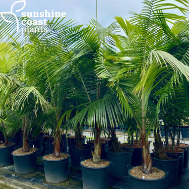 Dypsis Leptochelios - Teddy Bear Palm 90Ltr pot Plant