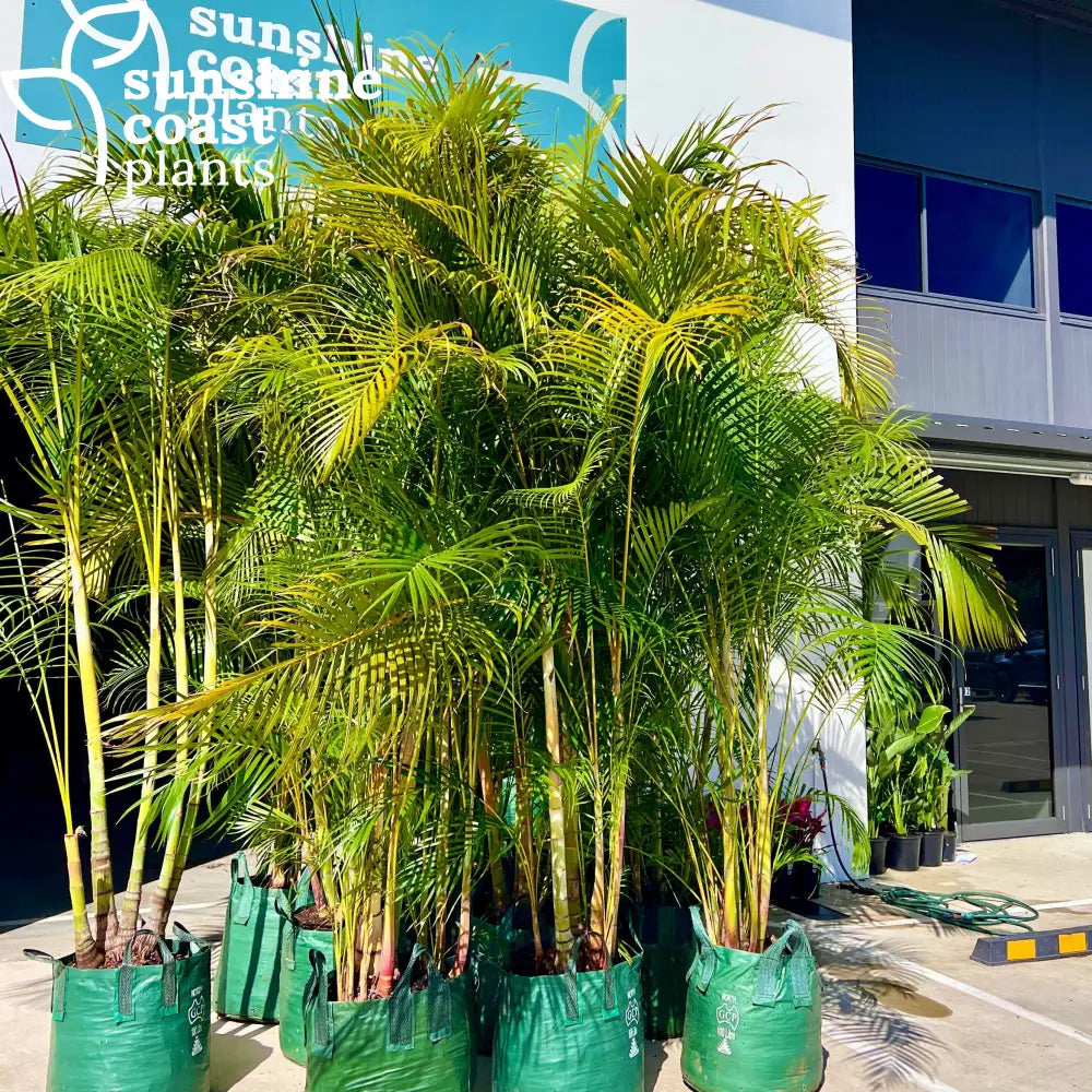 golden cane palm safe for cats Dypsis Lutescens - Golden Cane Palm
