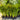 Golden Cane Palm 250mm pot