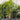 Dypsis Lutescens - Golden Cane Palm 400mm pot/45Ltr Bag Plant