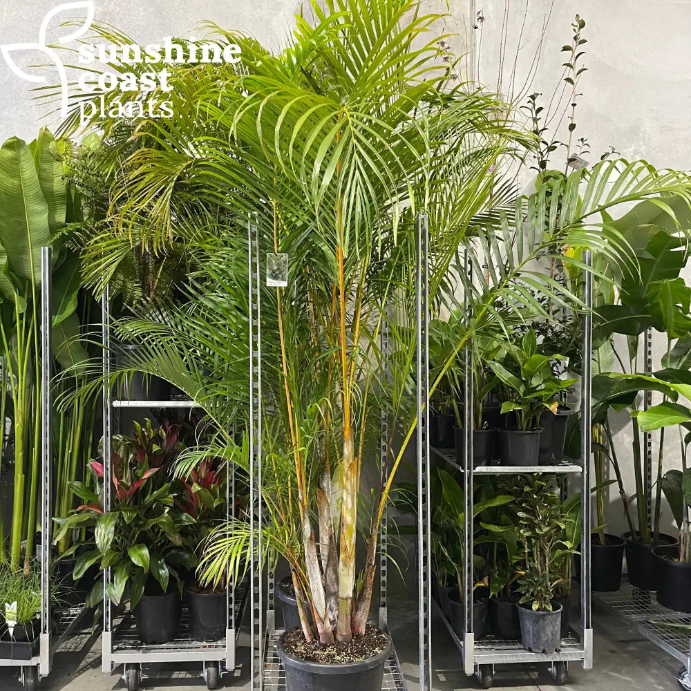 golden palm plant care Dypsis Lutescens - Golden Cane Palm