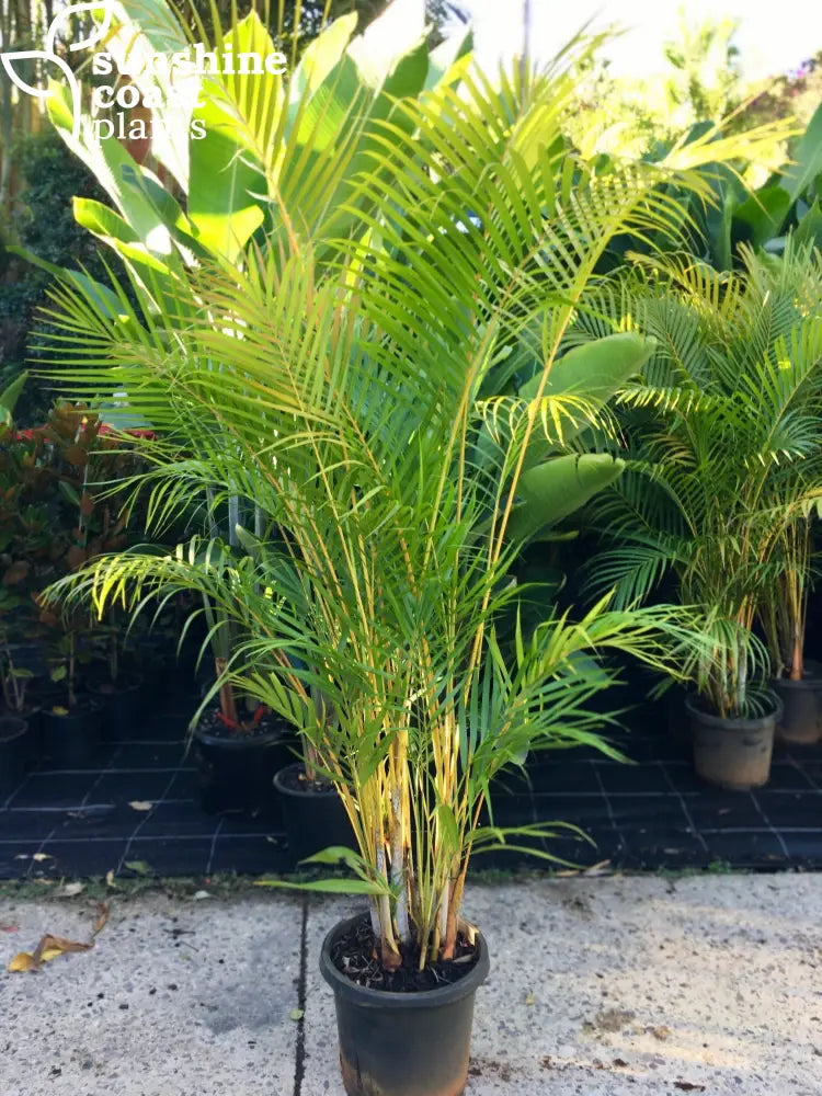 golden cane palm plant Dypsis Lutescens - Golden Cane Palm