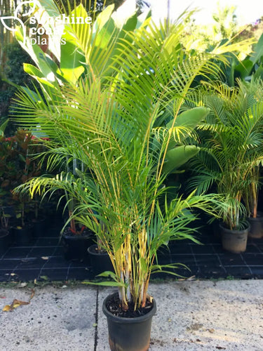 A multi-stemmed palm with golden stems, long fronds of bright green leaves and an attractive clumping habit