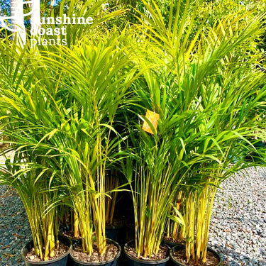 Dypsis Lutescens - Golden Cane Palm Plant