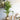 The Areca Palm or Butterfly Palm is a good looking houseplant that is quite easy to care for and keep indoors