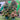 Elaeocarpus ’Eumundi’ - Native Quandong 45ltr Plant