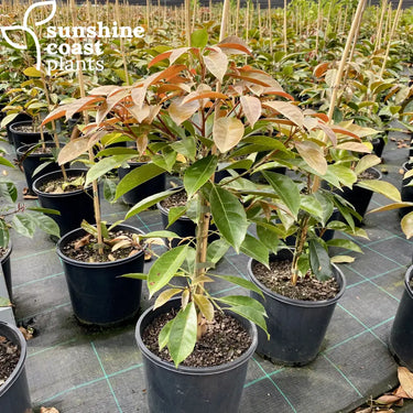 Elaeocarpus eumundi is a decorative tree with grows in a column like structure with dark green foliage