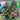 Elaeocarpus ’Eumundi’ - Native Quandong 45ltr Plant