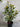 Elaeocarpus Reticulatus ’Prima Donna’® - 200mm pot - Plant