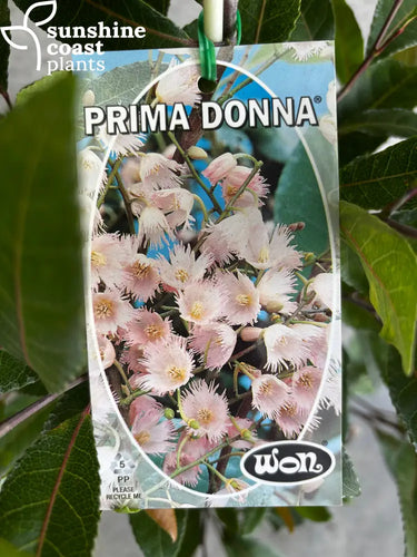 Elaeocarpus Reticulatus ’Prima Donna’® - Plant