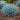 Festuca glauca Beyond Blue