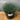 Festuca glauca ’Beyond Blue’ - 140mm pot - Plant
