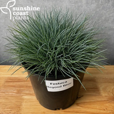 Festuca glauca ’Beyond Blue’ - 140mm pot - Plant