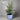 Manzanillo Olive Tree in our Coastline Planter