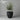Manzanillo Olive in our Riviera Egg Pot