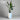 Strelitzia nicolai in our Sandhaven Tall Round Pot
