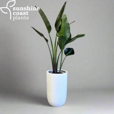 Strelitzia nicolai in our Sandhaven Tall Round Pot