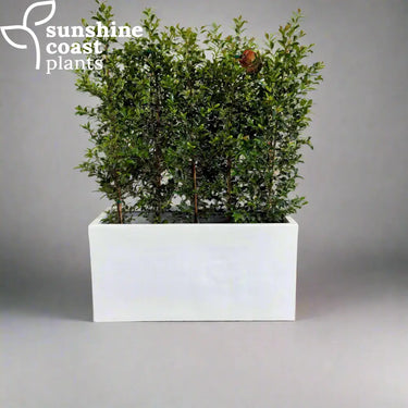 Shoreline Trough in white perfect for creating a screen or hedge