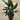Ficus Elastica Burgundy - Burgundy Rubber Plant 250mm pot Plant