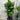 Ficus Lyrata - Fiddle Leaf Fig 300mm pot Plant