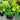 Ficus Lyrata - Fiddle Leaf Fig Plant