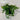 Ficus pumila - Creeping Fig 140mm pot