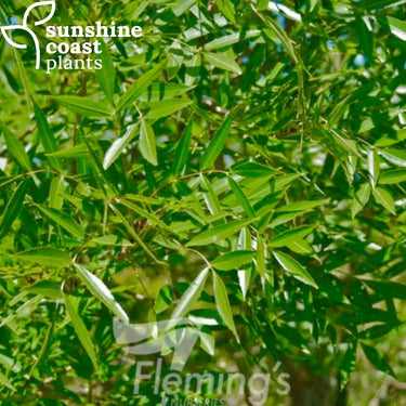 Close-up of Fraxinus angustifolia ‘Raywood’ leaves showing finely divided, lance-shaped foliage with vibrant green spring colour and delicate texture.
