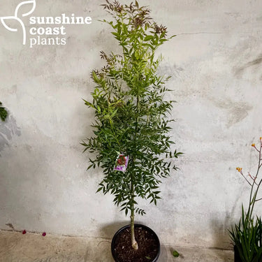 Claret Ash 400mm pot