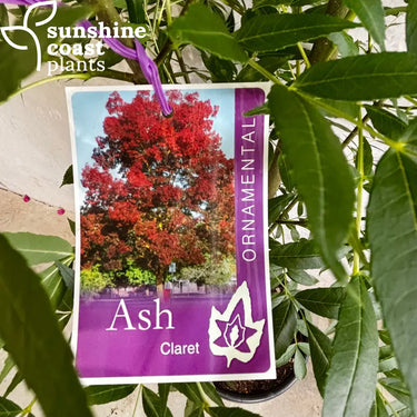 Claret Ash