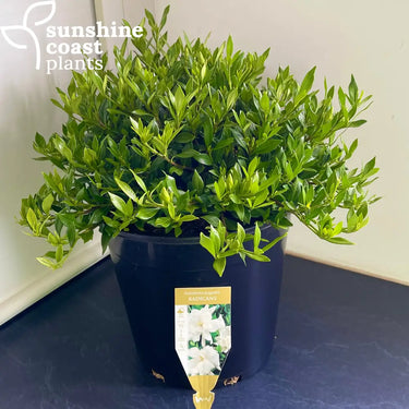 Gardenia Augusta ’Radicans’ 250mm pot Plant