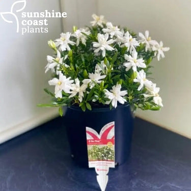 Gardenia Augusta ’So Fine™️’ 200mm pot Plant