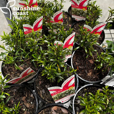 Gardenia Augusta ’So Fine™️’ - Plant