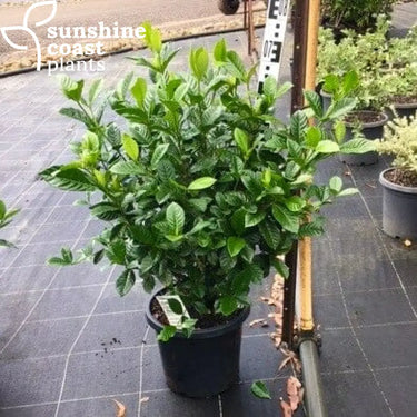 Gardenia Magnifica Plant