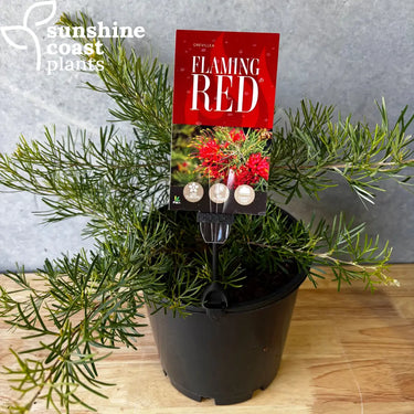Grevillea ’Flaming Red’ - 200mm pot - Plant