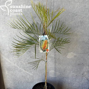 Grevillea ’Honey Gem’ - 200mm pot - Plant