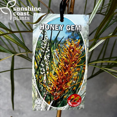 Grevillea ’Honey Gem’ - 200mm pot - Plant