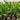 Heliconia Big Bud 250mm pot Plant