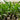 Heliconia Big Bud 250mm pot Plant