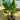 Heliconia Big Bud 300mm pot Plant