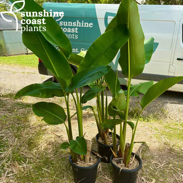 Heliconia Big Bud 300mm pot Plant